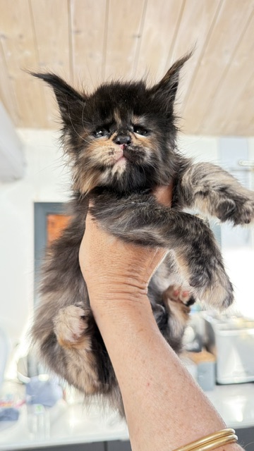 Berry Honeybee Chatterie MAKATEA Maine Coon