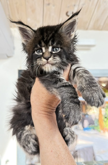 Buddy Bear  Chatterie MAKATEA Maine Coon