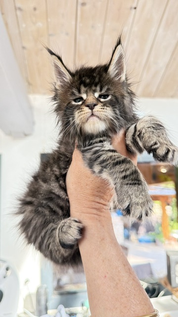 Buttercup Dream  Chatterie MAKATEA Maine Coon