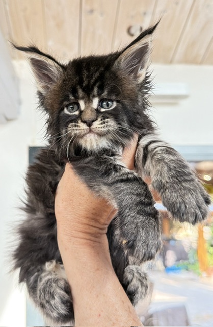 Buddy Bear Mâle Maine coon né le 12/06/2026. Disponible à l'adoption Chatterie Maine coon Makatea