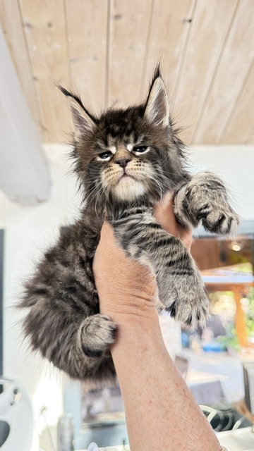 Buttercup Dream  Chatterie MAKATEA Maine Coon