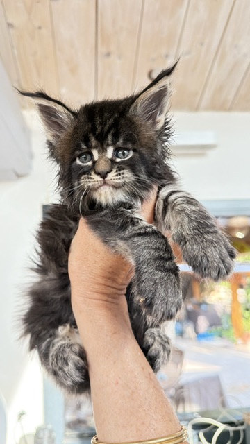 Buddy Bear  Chatterie MAKATEA Maine Coon