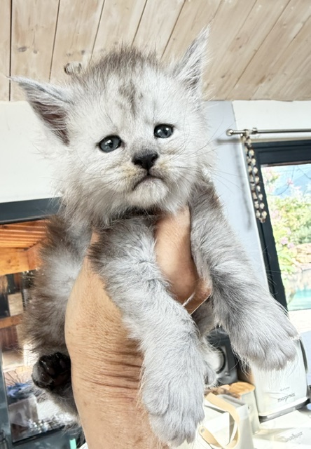 Banquise Chantilly Chatterie MAKATEA Maine Coon