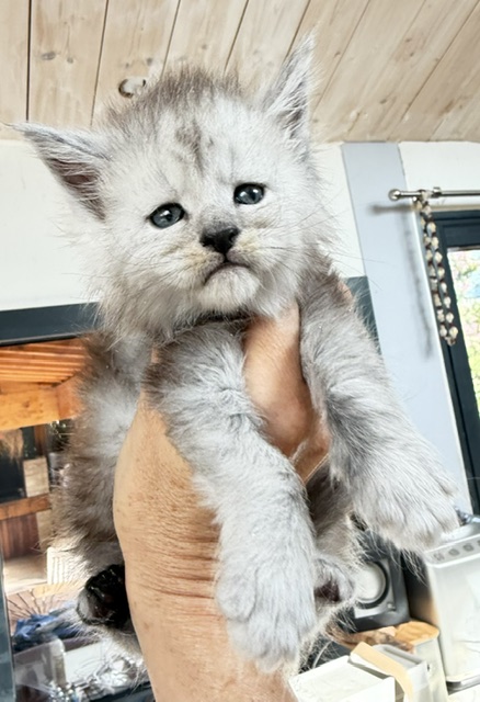 Banquise Chantilly Chatterie MAKATEA Maine Coon