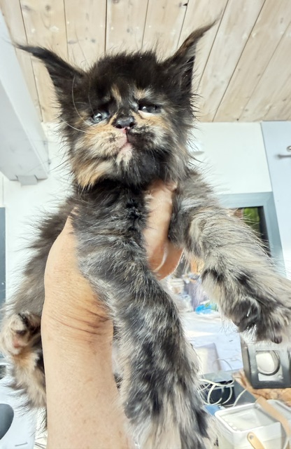 Berry Honeybee Chatterie MAKATEA Maine Coon
