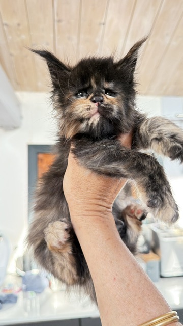 Berry Honeybee Chatterie MAKATEA Maine Coon