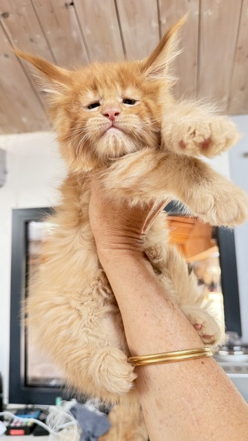 Big Red Chatterie MAKATEA Maine Coon