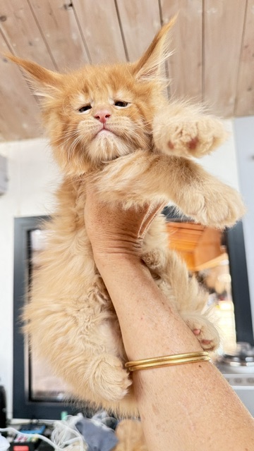 Big Red Chatterie MAKATEA Maine Coon