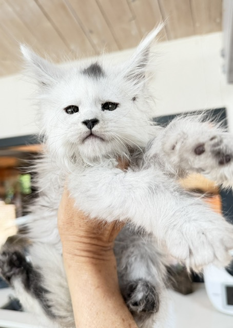 Billabong Chatterie MAKATEA Maine Coon
