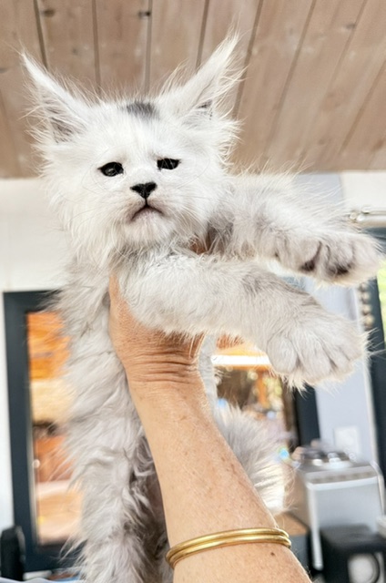 Billabong Chatterie MAKATEA Maine Coon