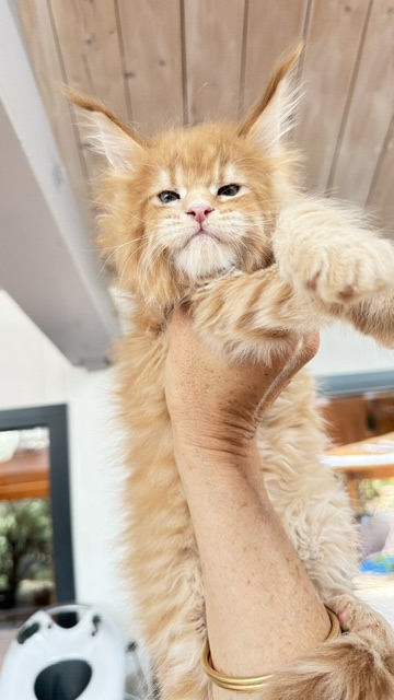 Big Biscuit Chatterie MAKATEA Maine Coon