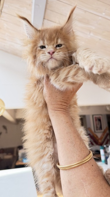 Big Biscuit Chatterie MAKATEA Maine Coon