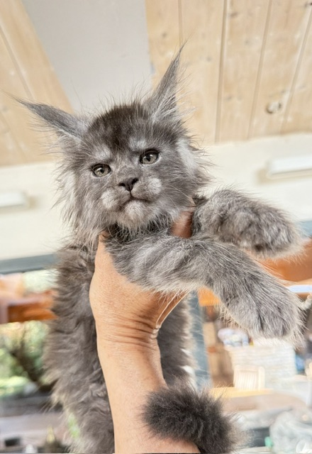 Blueberry Chatterie MAKATEA Maine Coon