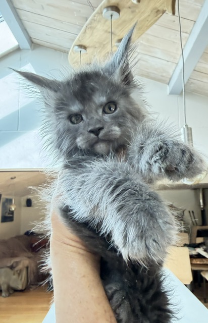 Blueberry Chatterie MAKATEA Maine Coon