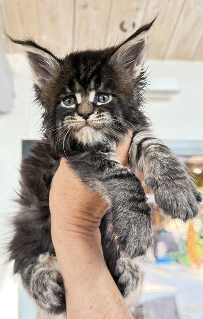 Buddy Bear  Chatterie MAKATEA Maine Coon
