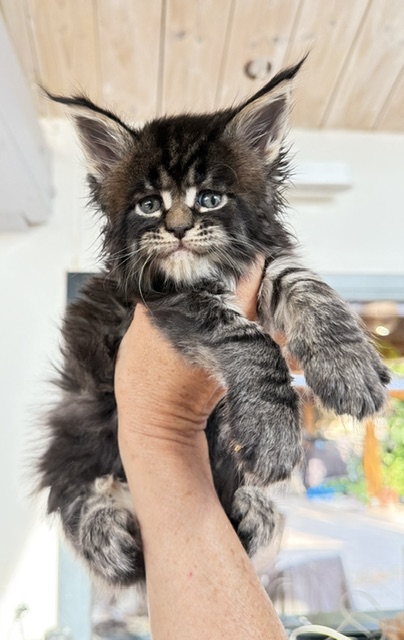 Buddy Bear  Chatterie MAKATEA Maine Coon