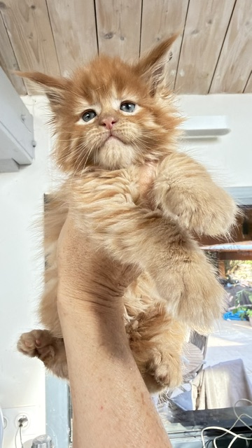 ButterCream Chatterie MAKATEA Maine Coon