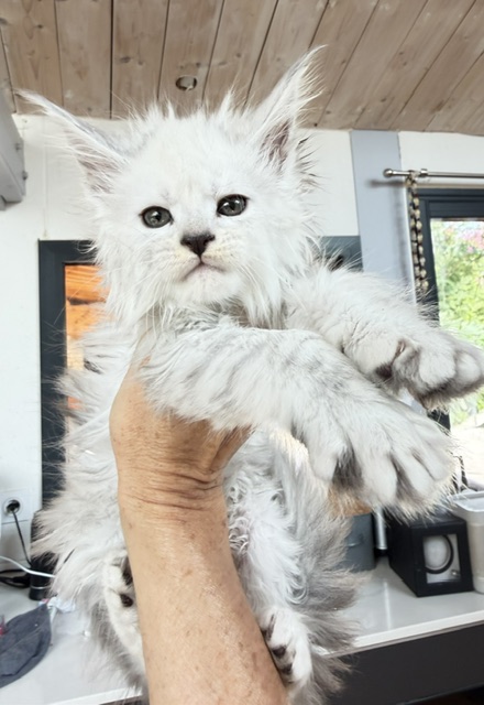 Butternut Chatterie MAKATEA Maine Coon