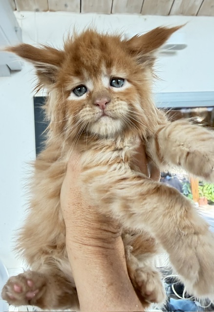 ButterCream Chatterie MAKATEA Maine Coon