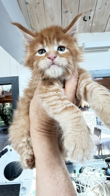 ButterCookie Chatterie MAKATEA Maine Coon