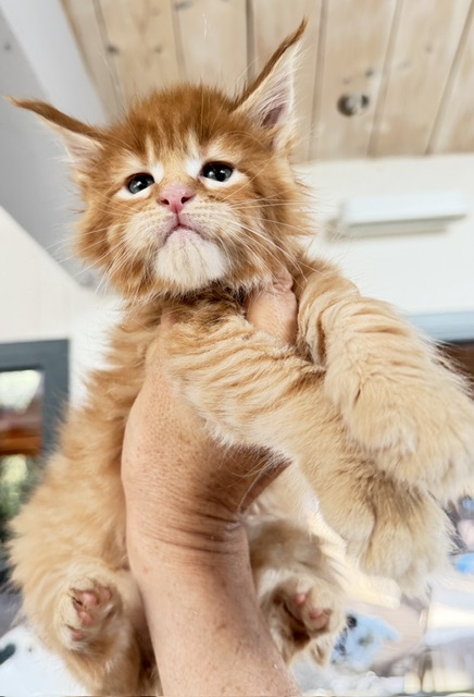 ButterCookie Chatterie MAKATEA Maine Coon