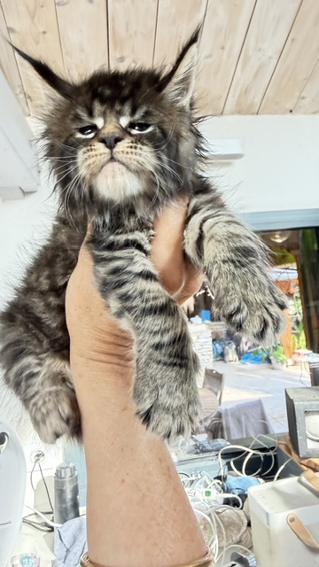 Buttercup Dream  Chatterie MAKATEA Maine Coon