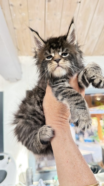 Buttercup Dream  Chatterie MAKATEA Maine Coon