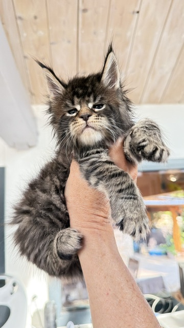 Buttercup Dream  Chatterie MAKATEA Maine Coon