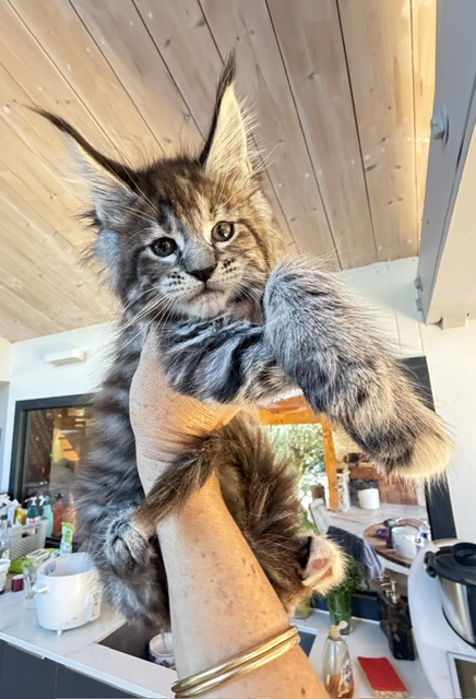 Booguy Chatterie MAKATEA Maine Coon