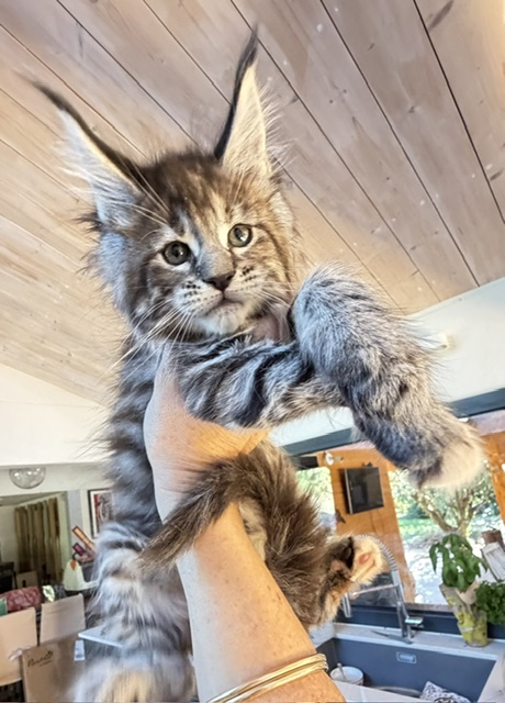 Booguy Chatterie MAKATEA Maine Coon
