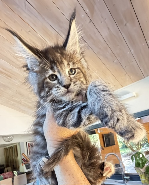 Booguy Chatterie MAKATEA Maine Coon