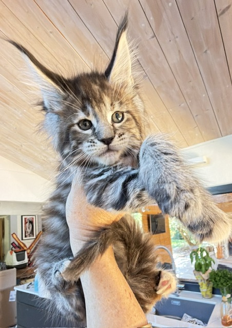Booguy Chatterie MAKATEA Maine Coon