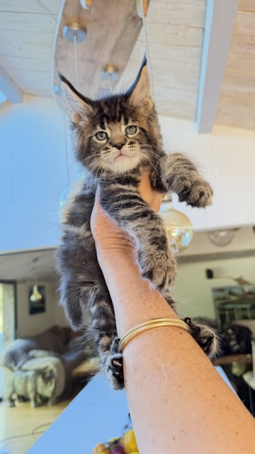 Borys  Chatterie MAKATEA Maine Coon