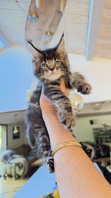 Borys  Chatterie MAKATEA Maine Coon