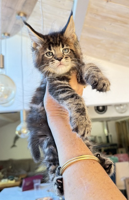 Borys  Chatterie MAKATEA Maine Coon