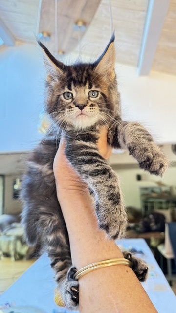 Borys  Chatterie MAKATEA Maine Coon