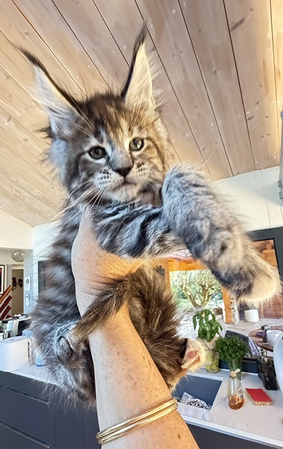 Booguy Chatterie MAKATEA Maine Coon