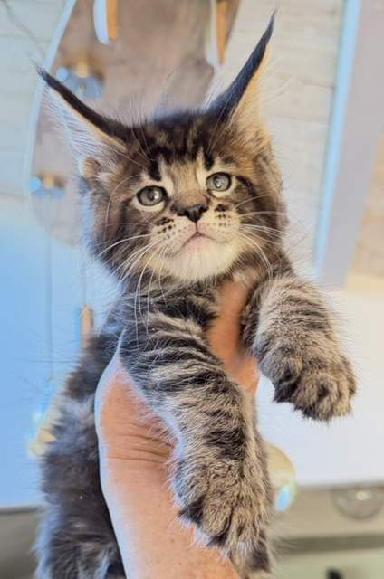 Borys  Chatterie MAKATEA Maine Coon