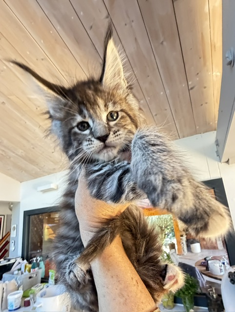 Booguy Chatterie MAKATEA Maine Coon