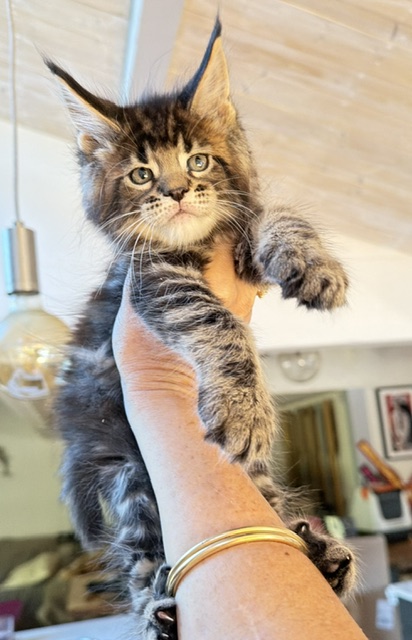 Borys  Chatterie MAKATEA Maine Coon