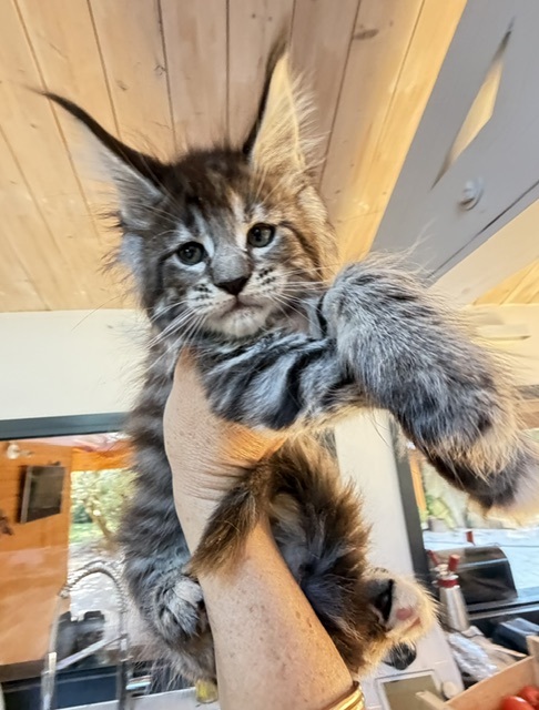 Booguy Chatterie MAKATEA Maine Coon
