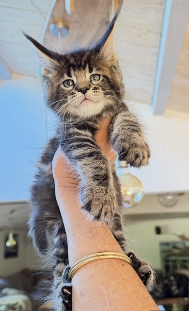 Borys  Chatterie MAKATEA Maine Coon