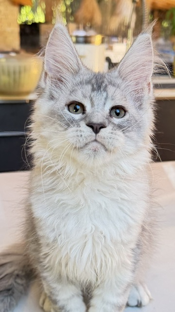 Blue Ocean Femelle Maine coon née le 30/05/2026.  Disponible à l'adoption   Chatterie Maine coon Makatea