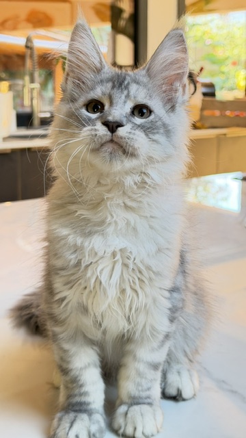 Blue Ocean Chatterie MAKATEA Maine Coon