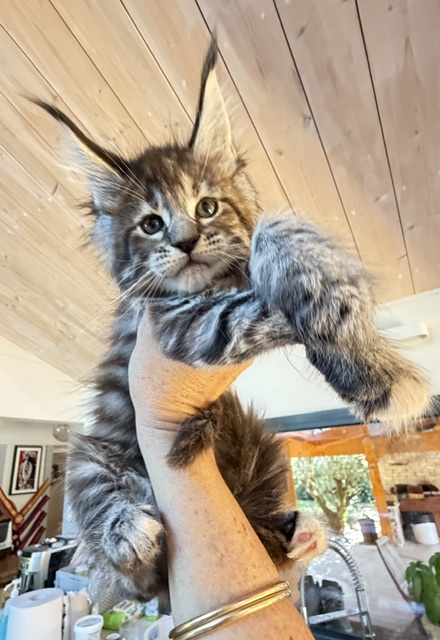 Booguy Chatterie MAKATEA Maine Coon