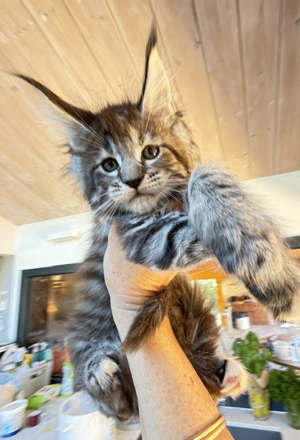 Booguy Chatterie MAKATEA Maine Coon