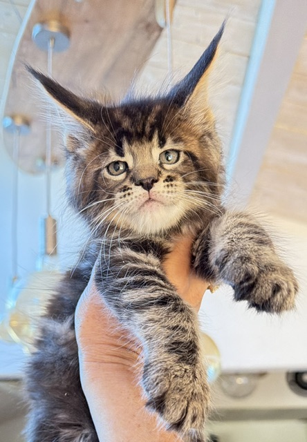 Borys  Chatterie MAKATEA Maine Coon