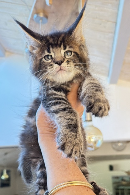 Borys  Chatterie MAKATEA Maine Coon