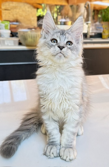 Blue Ocean Chatterie MAKATEA Maine Coon