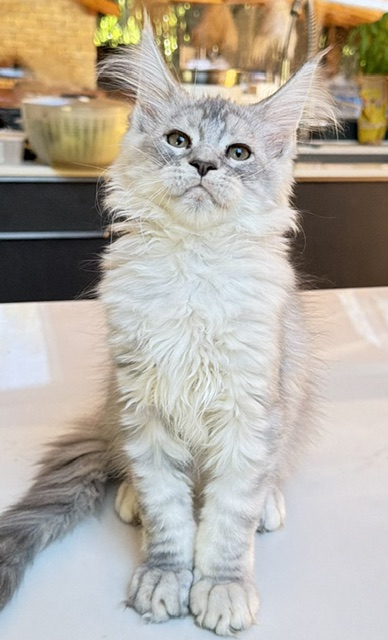 Blue Ocean Chatterie MAKATEA Maine Coon